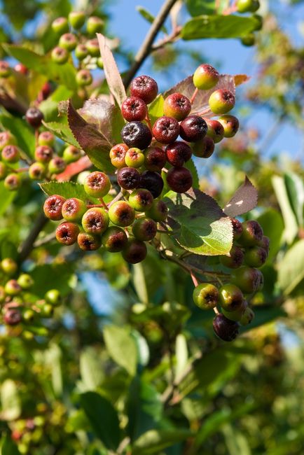Aronia 2