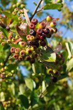 Aronia 2