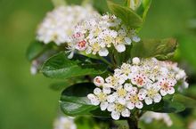 Aronia 3
