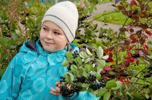 Aronia 4