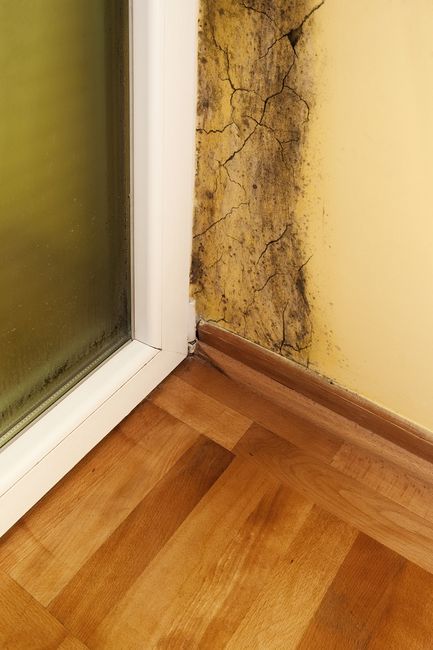 Wysoka wilgotność muru sprzyja rozwojowi grzyba