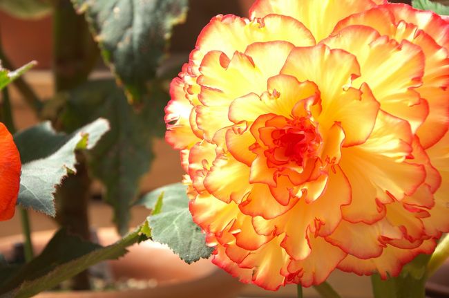 Kwitnąca begonia