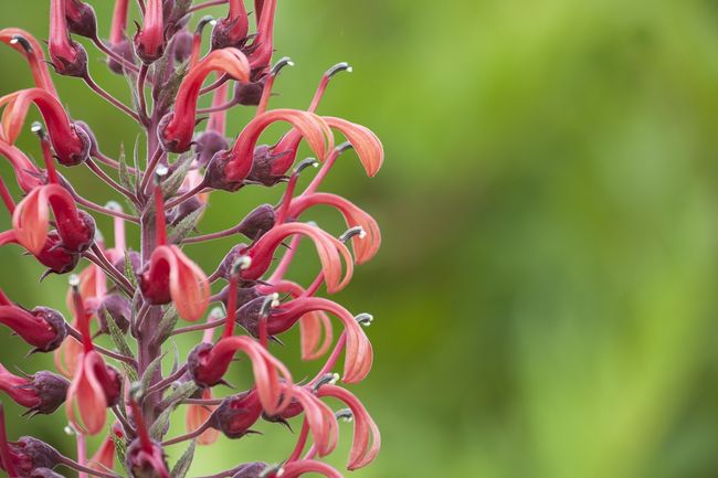 Lobelia tupa