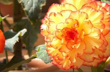 Kwitnąca begonia