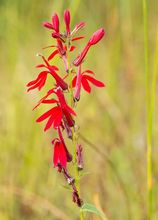 Lobelia czerwona (szkarłatna)