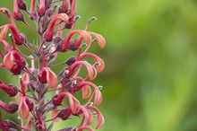 Lobelia tupa