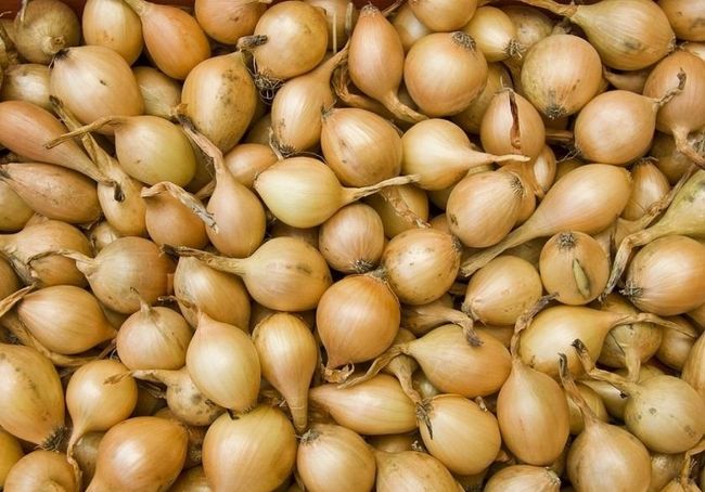 Cebula