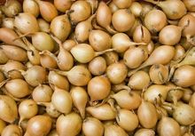 Cebula