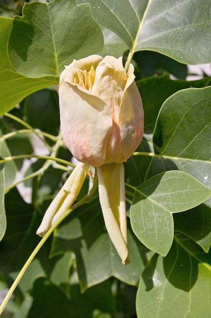 Tulipanowiec amerykański