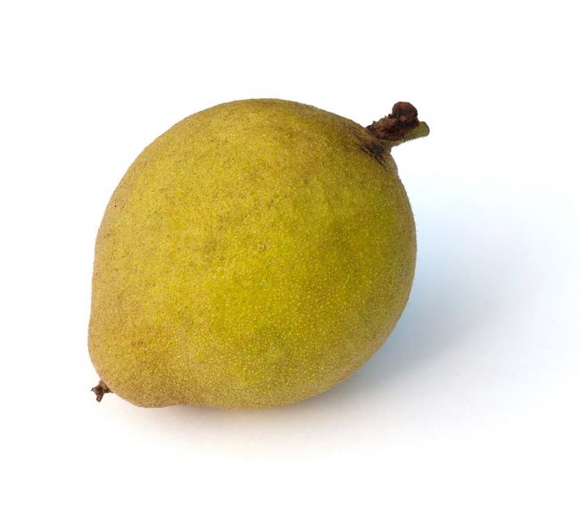 Orzech czarny