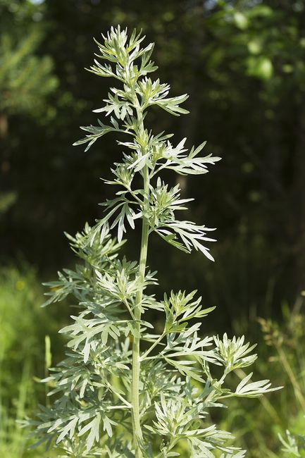 Bylica piołun