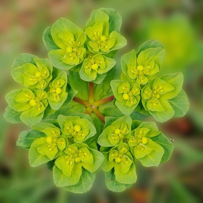Wilczomlecz obrotny (Euphorbia helioscopia)