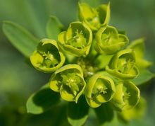 Wilczomlecz obrotny (Euphorbia helioscopia)