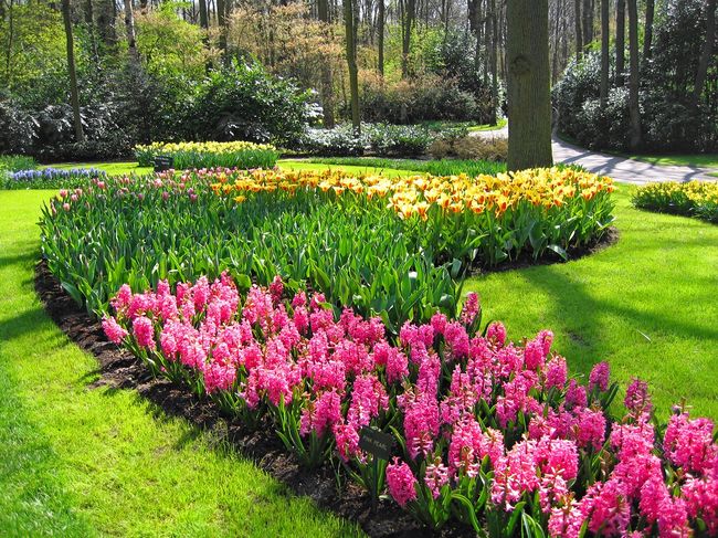 Barwne rabaty kwiatowe w ogrodzie - galeria zdjęć - galeria i zdjęcia