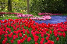 Czerwone tulipany
