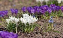 Krokusy w ogrodzie