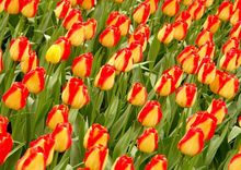 Kwitnące tulipany
