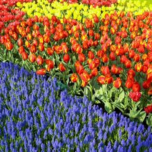Szafirki i tulipany