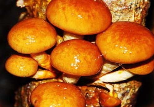 Łuskwiak Nameko