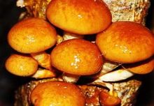 Łuskwiak Nameko