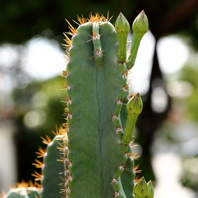 Cereus peruwiański