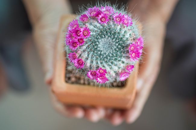 Mammillaria