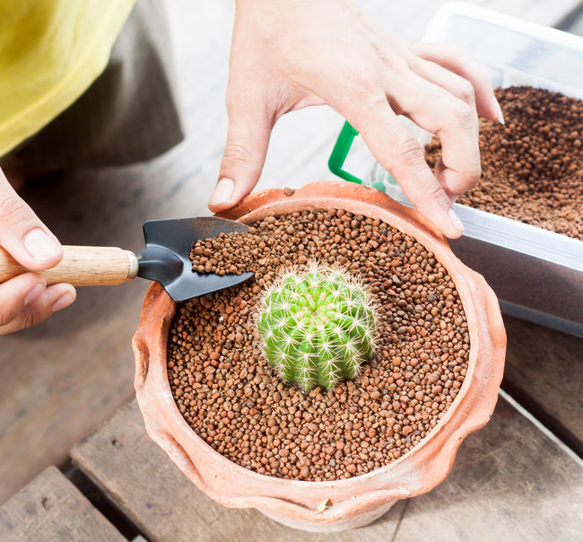 Sadzenie kaktusa