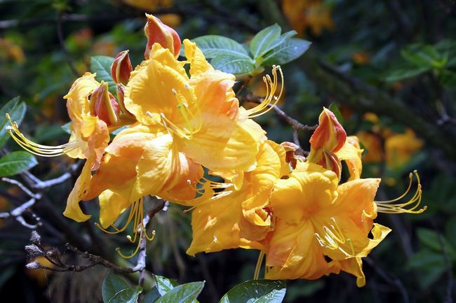 Rododendron - azalia odmiany Klondyke