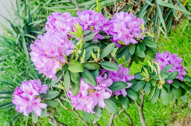 Rododendron odmiany Haga