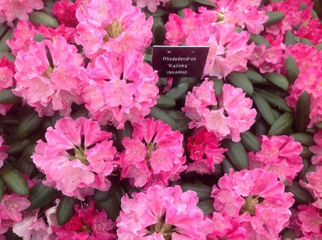Rododendron odmiany Kalinka