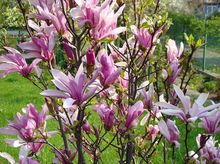 Krzew magnolii