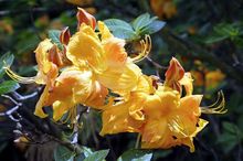 Rododendron - azalia odmiany Klondyke