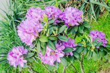 Rododendron odmiany Haga