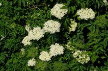 Bez czarny - kwiaty