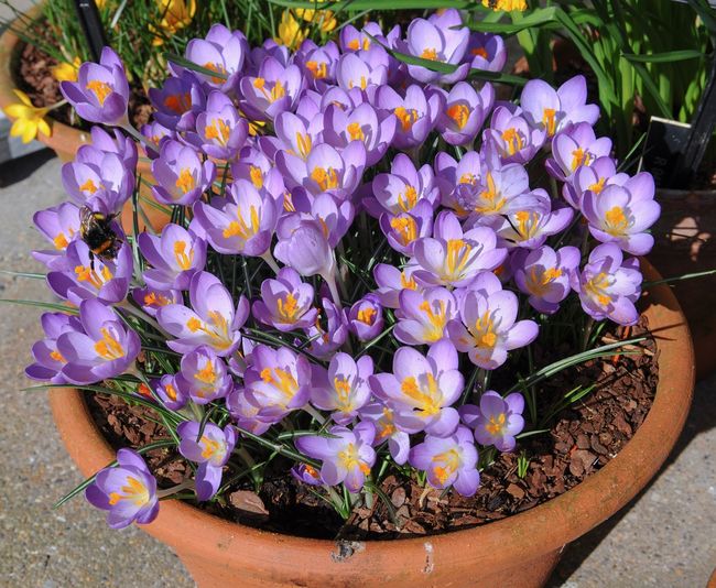 Krokus Tommasiniego odmiana Whitewell Purple
