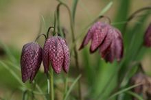 Szachownica kostkowata - purpurowa