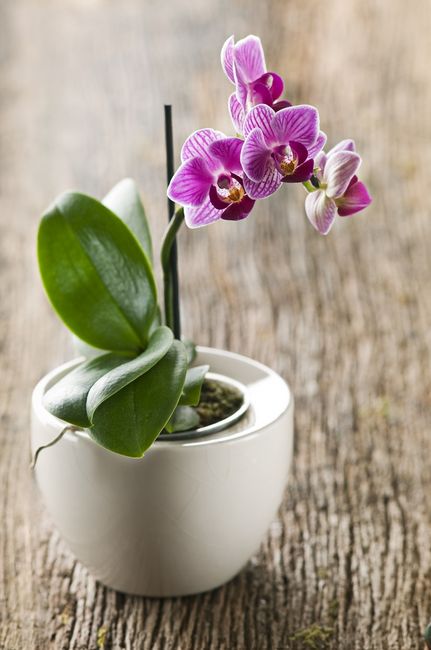 Miniaturowy storczyk Phalaenopsis w ceramicznej doniczce