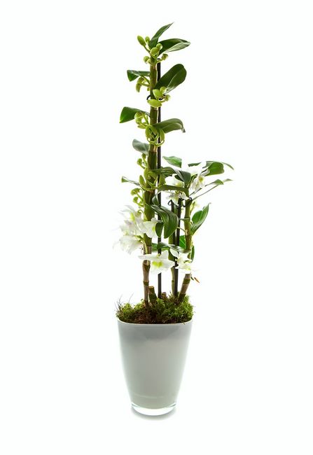 Storczyk Dendrobium w doniczce z mlecznego szkła