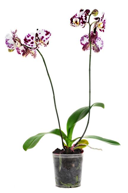 Storczyk Phalaenopsis w przezroczystej doniczce