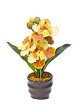 Storczyk Cattleya
