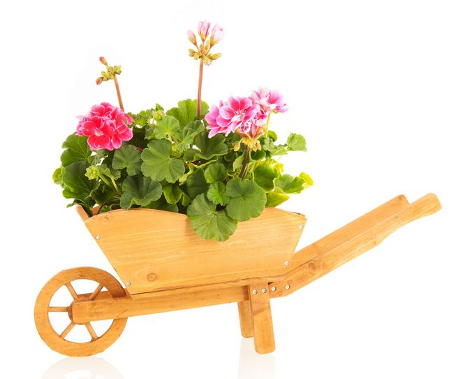 Pelargonia w ozdobnej doniczce