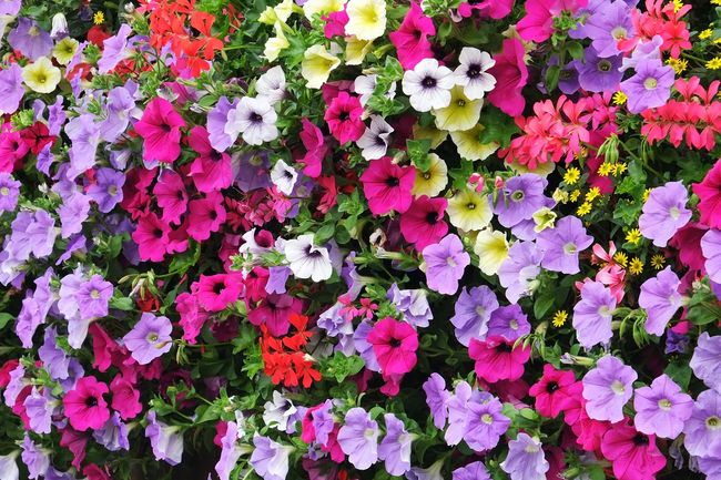Petunia o pędach zwisających