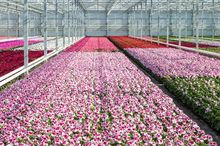 Rozmnażanie pelargonii