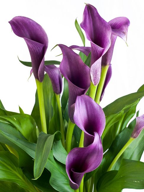 Calla, kalia, kalla, zantedeschia