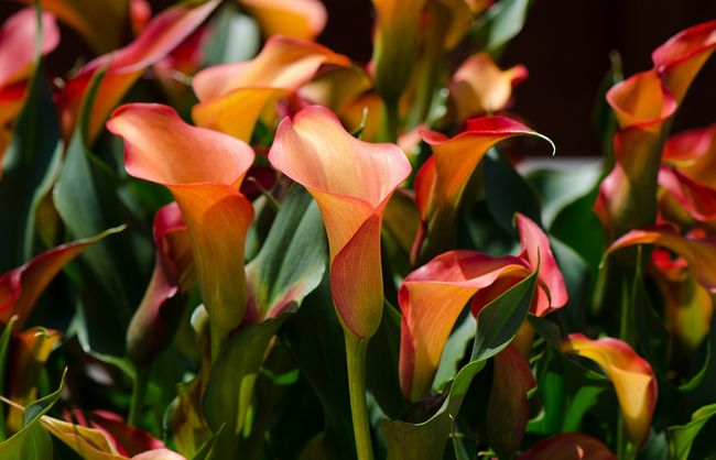 Cantedeskia, calla