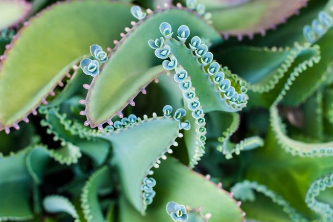 Kalanchoe