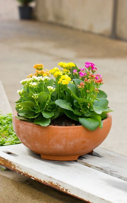 Kalanchoe
