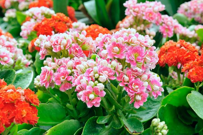 Kalanchoe