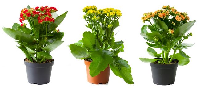 Kalanchoe