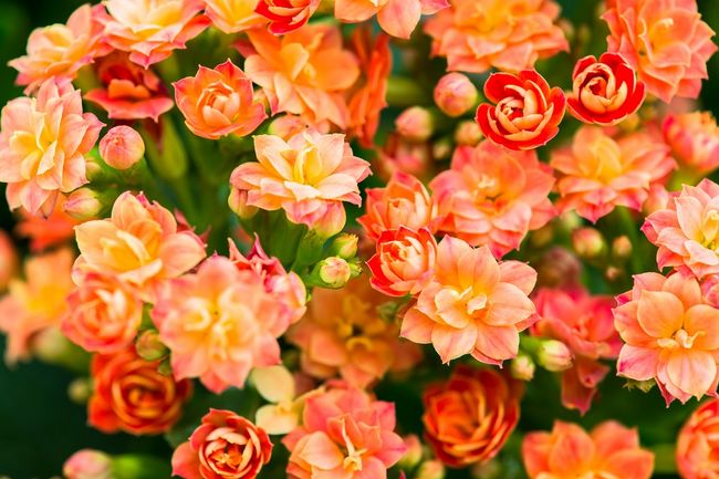 Kalanchoe